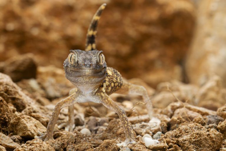 Geschmuggelte Reptilien und Amphibien finden künftig im Zoo Schönbrunn in Wien eine neue Heimat. Ab dem Frühjahr 2024 wird ein neues Haus für sie gestaltet. APA/Tiergarten schönbrunn/Zupanc