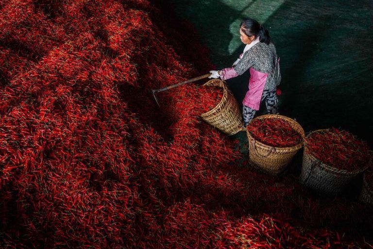 In einer Chili-Trocknungsfabrik in der Stadt Bijie in der chinesischen Provinz Guizhou füllt eine Arbeiterin Chilischoten in Körbe. AFP