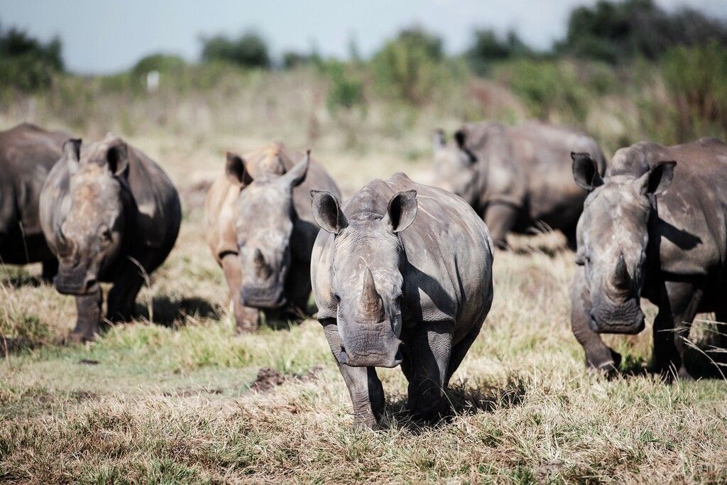 Zahl der Nashörner in Afrika erstmals wieder gestiegen