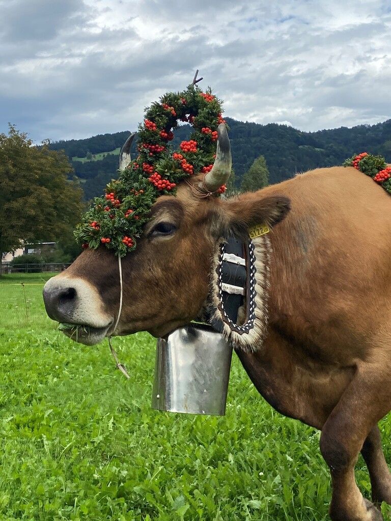 Satteinser Alpabtrieb am 2. September