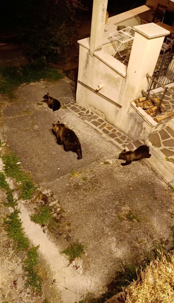Nachwuchs von erschossener Bärin in italienischem Park gefunden