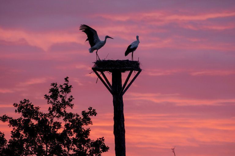 Roter Himmel vor Sonnenaufgang: Diese Aufnahme aus Wehrheim in der Nähe von Frankfurt zeigt Störche in ihrem Nest. AP