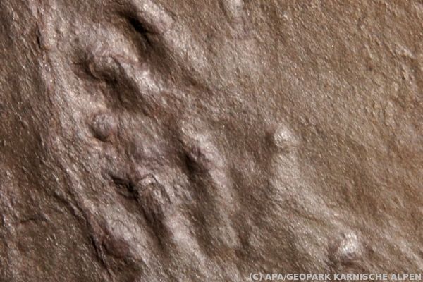 Kärntner Saurierfunde älteste Saurierfossilien Österreichs