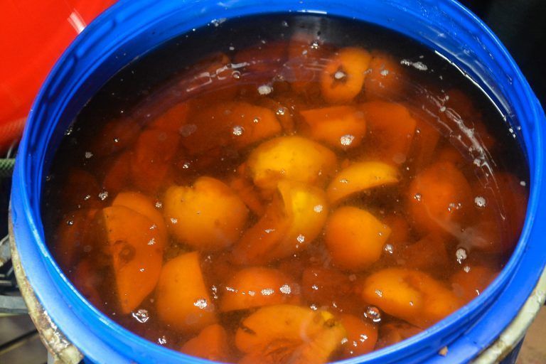 Ein Fass voll mit Quitten wird in einem nächsten Arbeitsschritt weiterverarbeitet.