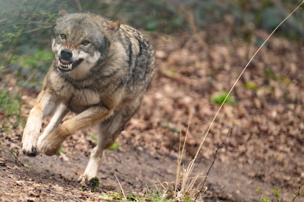 Nenzinger Unfallwolf identifiziert. Er hatte mehrere Nutztiere gerissen