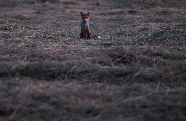 Füchse treten als Nachnutzer von gerissenen Nutztieren sehr oft in Erscheinung. <span class="copyright">dpa</span>Das tote Kalb in Klösterle könnte von einem Fuchs angefressen worden sein – glaubt Hubert Schatz.