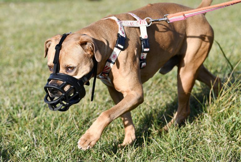 Auch Pitbullterrier stehen in Vorarlberg auf der Liste bewilligungspflichtiger Rassen. <span class="copyright">APA/HANS PUNZ</span>