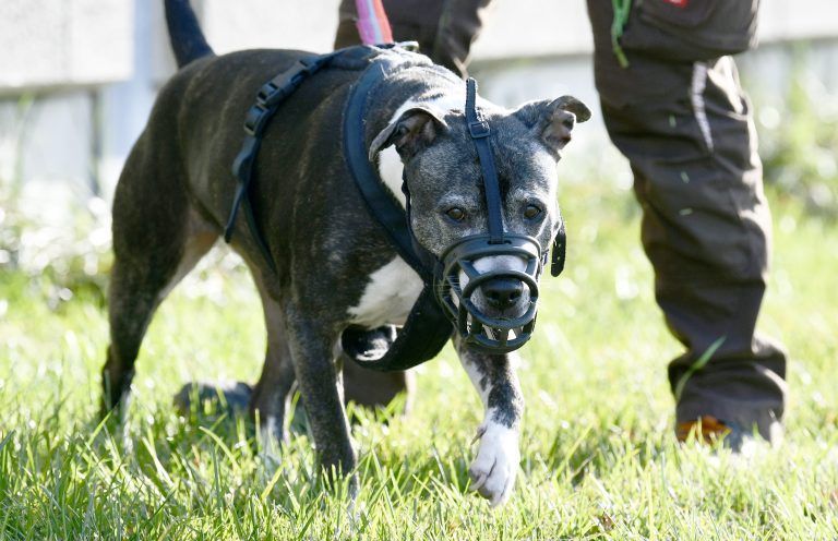 Ein American Staffordshire Terrier hatte die Frau in Oberösterreich tot gebissen. <span class="copyright">Symbolfoto: APA/HANS PUNZ</span>