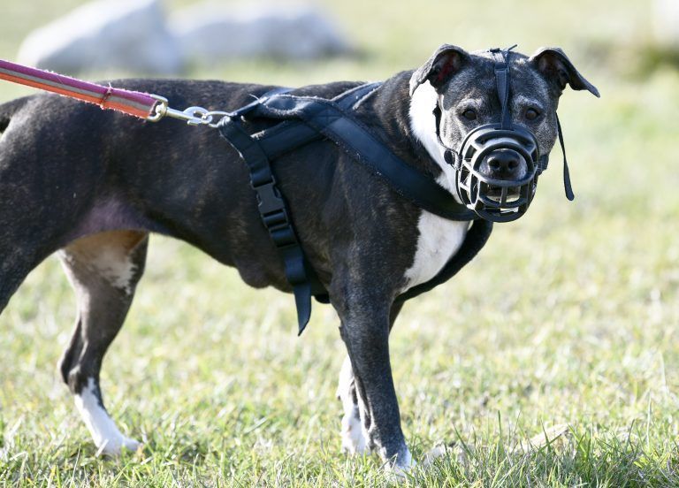 Ein American Staffordshire Terrier hatte in Oberösterreich eine Joggerin angegriffen. <span class="copyright">Symbolfoto: APA/HANS PUNZ</span>