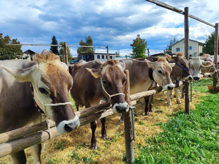 Insgesamt 140 Tiere konnten bestaunt werden.
