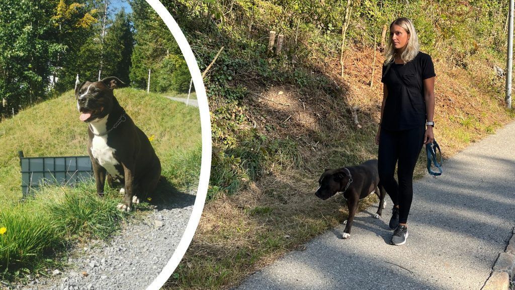 &#8220;Angenehme Tiere&#8221;: Leben mit einem Listenhund