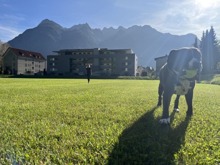 Milo spielt gerne mit seinem Ball. <span class="copyright">VN/Plesch</span>