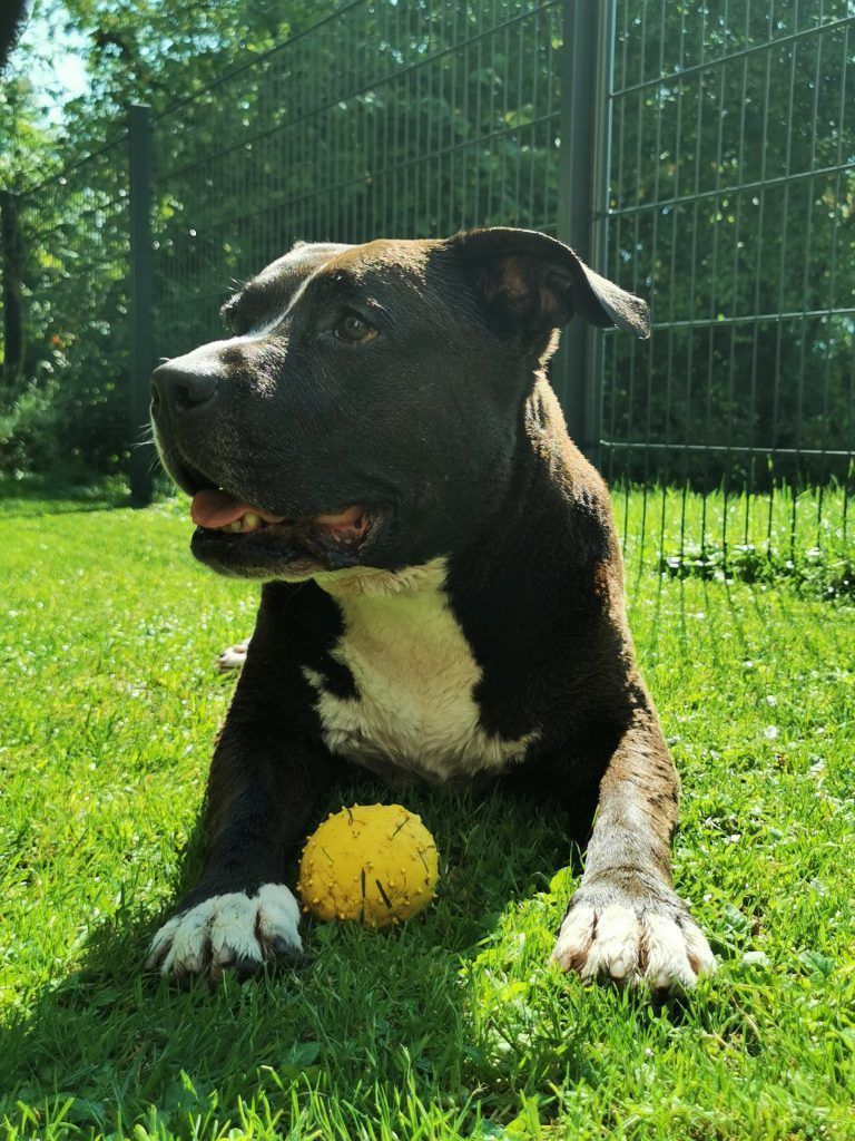 Milo ist vor Kurzem zehn Jahre alt geworden. <span class="copyright">Privat</span>