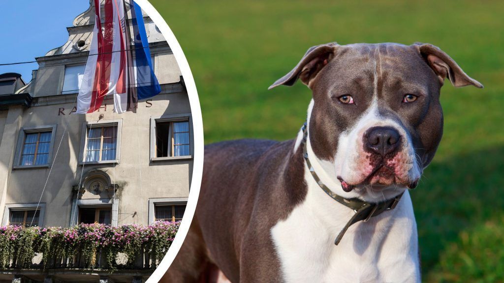 Diese Regeln gelten für Listenhunde in Vorarlberg