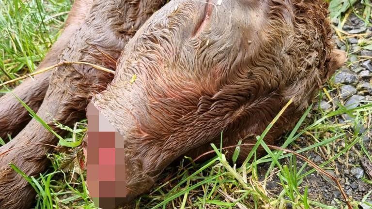 Wölfe töteten heuer einige Nutztiere. Doch in Klösterle &#8230;