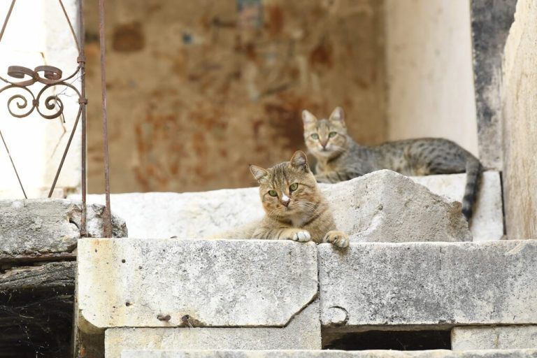 Auf den Stufen eines Gebäudes in der Altstadt von Aleppo in Syrien haben es sich streunende Katzen bequem gemacht. AFP