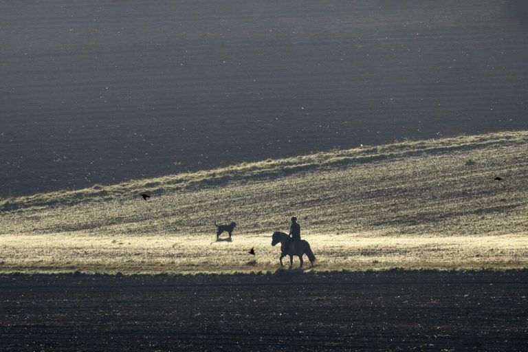Auf einem Feld in Wehrheim in der Nähe von Frankfurt am Main ist eine Reiterin mit Hund unterwegs. AP