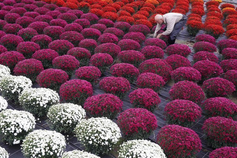 Bauer Jacques Bonnevalle holt Chrysanthemen, um sie zu Allerheiligen in Ajaccio auf der französischen Mittelmeerinsel Korsika zu verkaufen. AFP