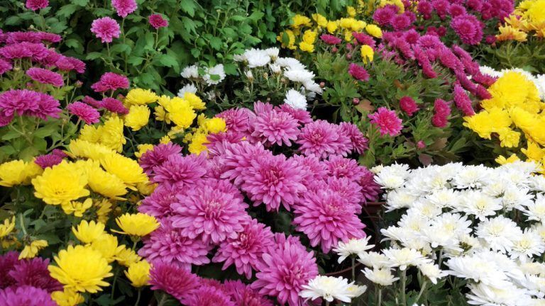 Chrysanthemen stehen für eine Liebe, die über den Tod hinaus reicht.