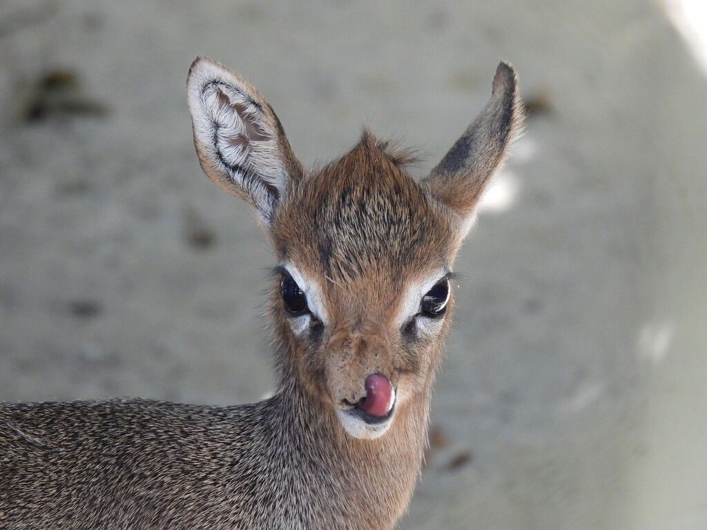Süßer Nachwuchs im Dikdik-Gehege