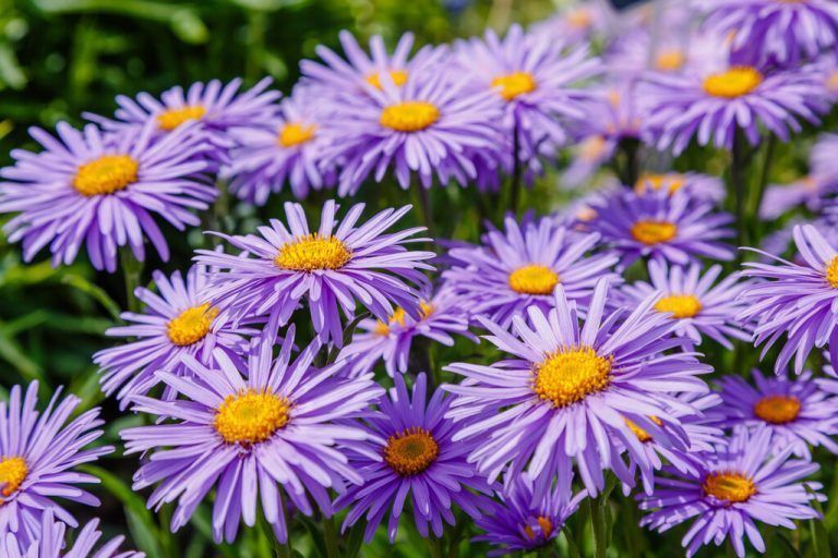 Die Herbstaster leuchtet in den Farben hellrosa bis violett.