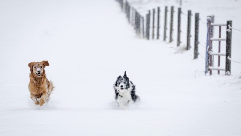 Die Hündinnen Daisy und Maggie rasen in der Nähe von Cremona, Kanada, durch den Neuschnee. The canadian press/AP