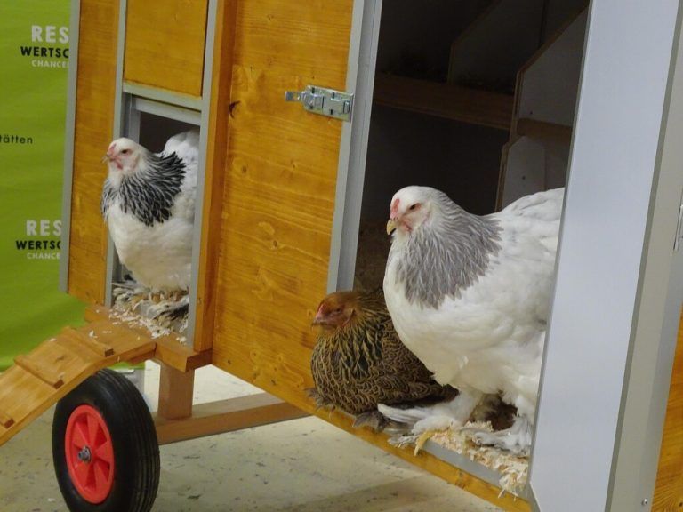 Die Umsetzung der österreichischen Tierschutzverordnung war ein zentrales Anliegen bei der Gestaltung des Mustergeflügelstalls.
