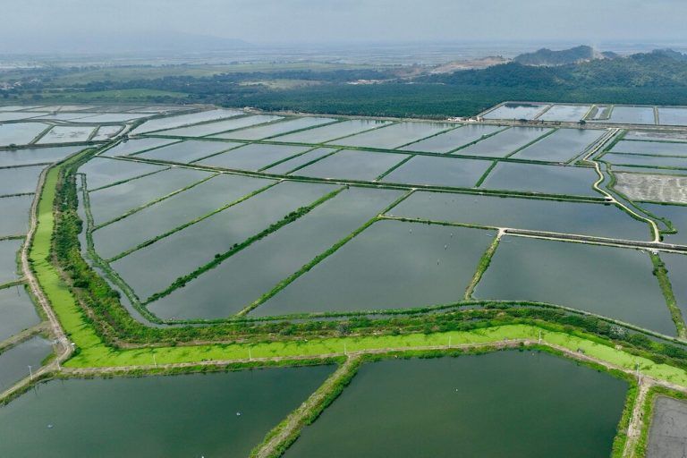 Diese Luftaufnahme zeigt Teiche einer Garnelenfarm in Taura, Ecuador.  AFP
