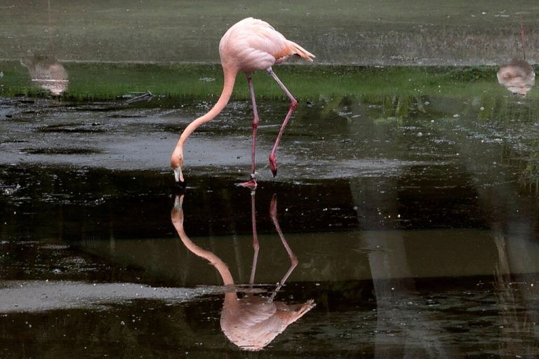 Ein Versäumnis kostete im Zoo Schönbrunn viele Flamingos das Leben. reuters