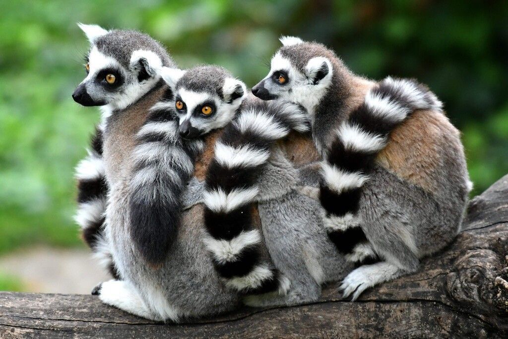 Hübsche Familie