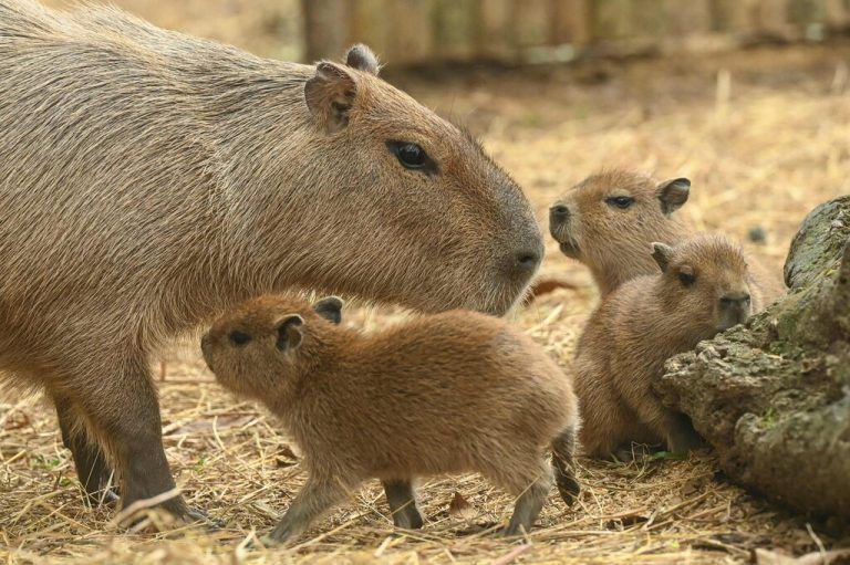 Niedliche Capybaras
