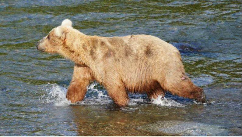 Gefräßiges Mädchen gewinnt Fat-Bear-Wahl