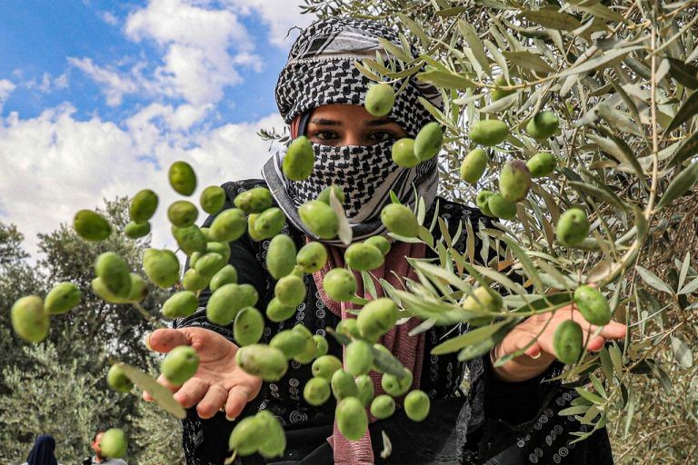 In Khan Yunis im südlichen Gazastreifen wirft eine Frau Oliven auf einen frisch geernteten Haufen unter einem Baum. AFP