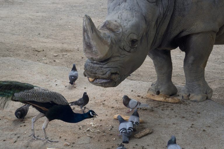 Nashorn Pedro war zum Todeszeitpunkt zwischen 53 und 54 Jahre alt. AP