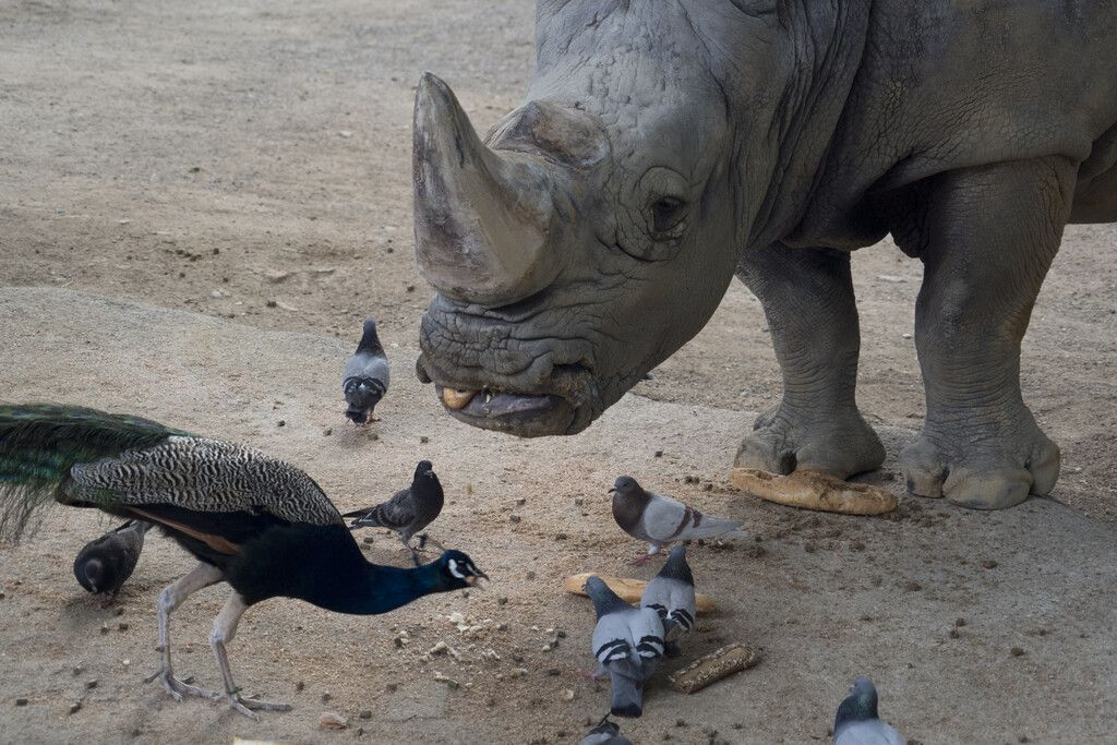 Trauer um das älteste Nashorn Europas