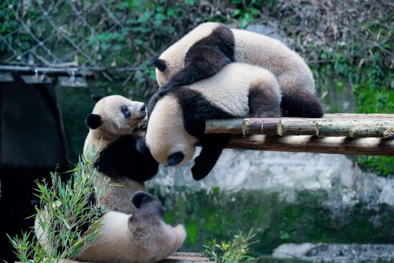 Pandabären beim Spielen im Chongqing-Zoo.