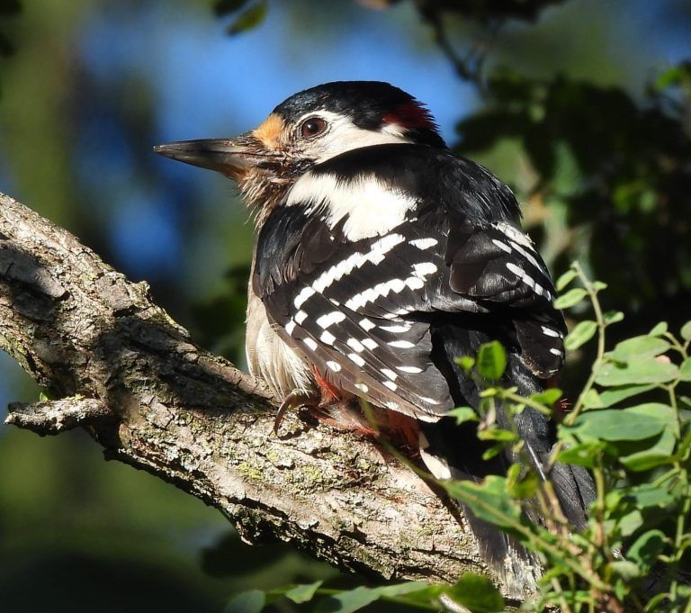 Remo konnte wieder gesund gepflegt werden. <span class="copyright">Wildtierhilfe Vorarlberg</span>