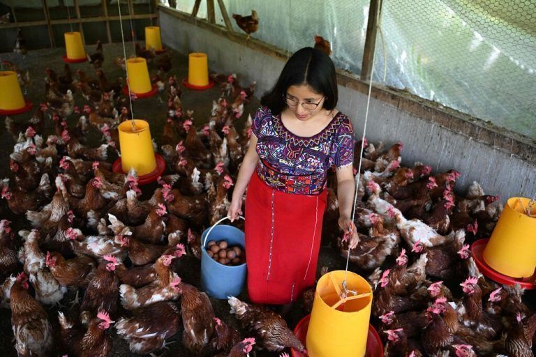 Rund 250 Landwirte erlernen in Guatemala im Rahmen eines Programms von Save the Children Produktion und Marketing. AFP