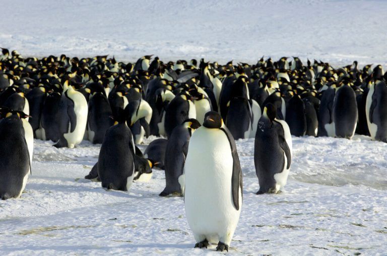Umweltexperten befürchten ein Massensterben, unter anderem bei den Pinguinen.  RTS