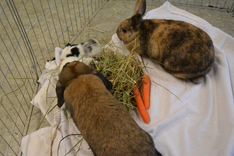Zwei Kaninchen und drei Meerschweinchen besuchten am Donnerstag die Schüler der VS Rotkreuz.
