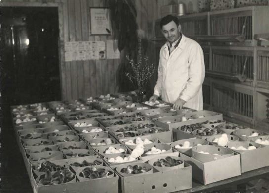 Geringers Vater Josef züchtete Hühner.