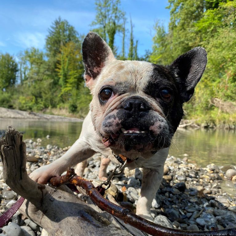 Bulldoggen-Opi Bijou ist Allergiker und auf einem Auge blind.