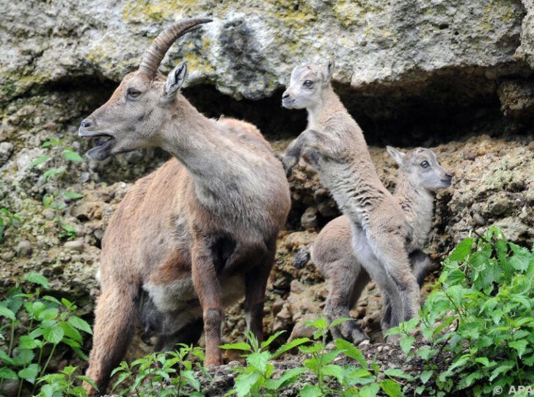 Der Alpensteinbock gehört in Österreich zu den gefährdeten Tierarten. APA