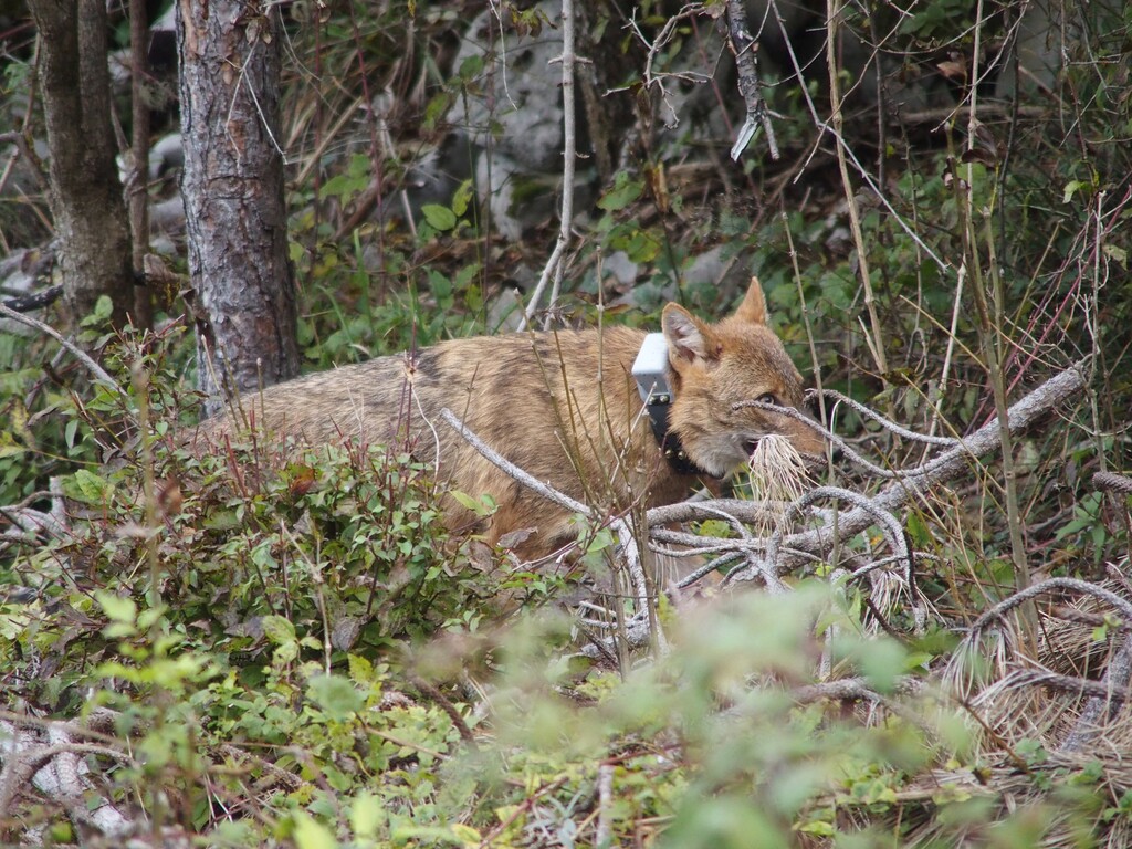 Weitgereister Goldschakal auf Wanderschaft in Österreich