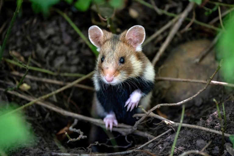 Der Feldhamster ist Tier des Jahres. Er sei der einzige in unseren Breiten vorkommende Hamster und eine der meistgefährdeten Tierarten Österreichs, berichtete der Naturschutzbund. APA/Naturschutzbund/Moser