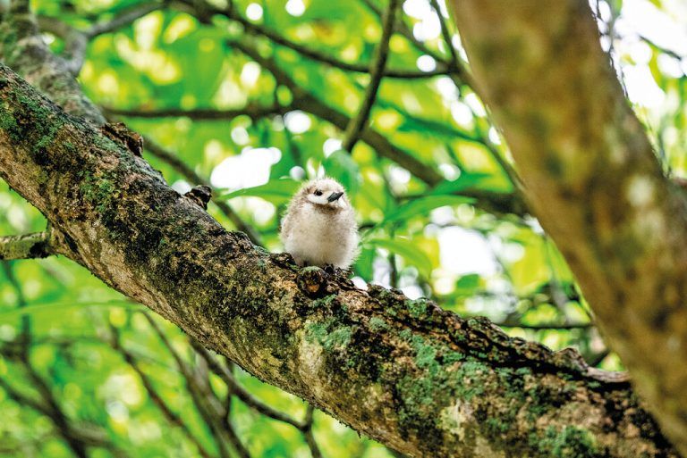 Die kleinen flauschigen Vögel sind ein beliebtes Fotomotiv.Edelweiss/Loren Bedeli