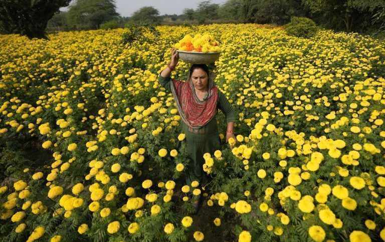 Diese Frau sammelt farbvolle Blumen für Dekorationen und Rituale des bald stattfindenden Diwali-Festivals in Indien. AP