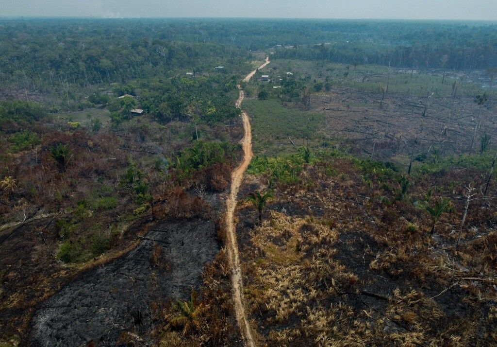 Weniger Rodung im brasilianischen Amazonasgebiet