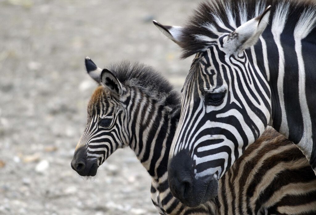 Hübsches Zebrafohlen