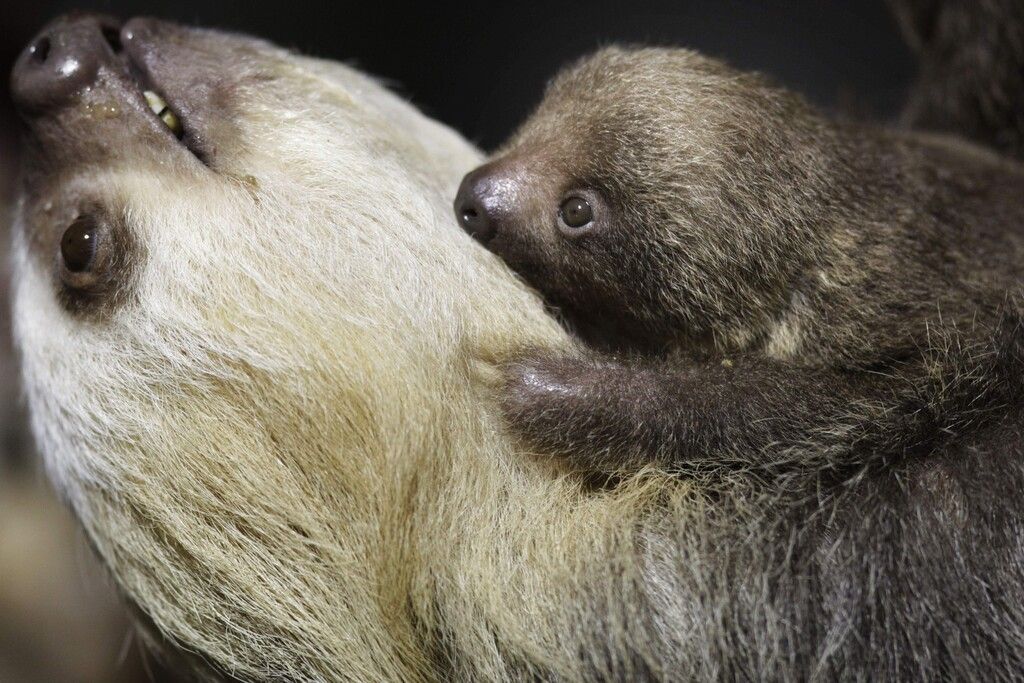 Baby-News im Zoo